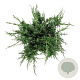 Juniperus pf. 'White Splash' 30-40 cm 6,5L