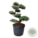 Juniperus squamata 'Blue Carpet' 125 cm stam cont. 130L bonsai