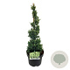 Juniperus squamata 'Holger' 40-50 cm 4,5L piramide