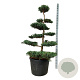 Juniperus virg. 'Grey Owl' 150-175 cm cont. 130L bonsai