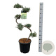 Juniperus virg. 'Grey Owl' 80 cm 15L bonsai