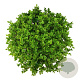 Ligustrum oval. 'Aureum' 50-60 cm 45L bol extra