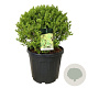 Ligustrum oval. 'Aureum' 50-60 cm 45L bol extra