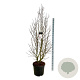 Magnolia loebneri 'Merrill' 200-225 cm cont. 55L extra