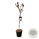 Magnolia soul. 'Cameo' 80 cm stam 15L