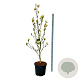 Magnolia 'Sunsation' 225-250 cm cont. 55L extra