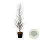 Metasequoia gl. Amber Glow 250-300 cm cont. 90L extra