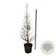 Metasequoia gl. 'Daw.Tawny Fleece' 170-200 cm cont. 55L extra