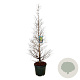 Metasequoia gl. 'Daw.Tawny Fleece' 170-200 cm cont. 55L extra