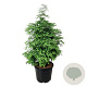 Metasequoia gl. 'Hamlet's Broom' 100-125 cm cont. 55L extra