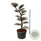 Nothofagus antarctica 200-225 cm cont. 230L bonsai