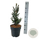 Picea a. 'Columnaris' 40-50 cm 6L