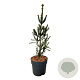 Picea a. 'Columnaris' 60-80 cm 6L