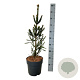 Picea a. 'Columnaris' 60-80 cm 6L