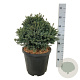 Picea gl. 'Echiniformis' 30-40 cm 15L