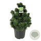 Pinus heldreichii 'Compact Gem' 50-60 cm 30L extra