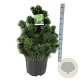Pinus heldreichii 'Compact Gem' 50-60 cm 30L extra