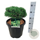 Pinus mugo 'Heideperle' 25-30 cm 15L