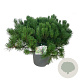 Pinus mugo mugo 50-60 cm 7,5L