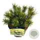 Pinus mugo 'Ophir' 20-25 cm