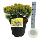 Pinus mugo 'Ophir' 30-40 cm 15L