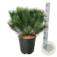 Pinus mugo uncinata 50-60 cm 15L