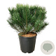 Pinus mugo uncinata 50-60 cm 15L