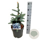 Picea pungens 'Erich Frahm' 30-40 cm 7,5L