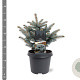Picea pungens 'Glauca Globosa' 25-30 cm 5,0L