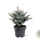 Picea pungens 'Glauca Globosa' 25-30 cm 5,0L
