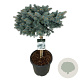 Picea pungens 'Glauca Globosa' 60 cm stam 30L