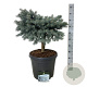 Picea pungens 'Karpaten' 40 cm stam 30L