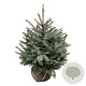 Picea pungens Super Blue Seedling 60-80 cm met kluit extra