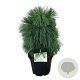 Pinus schwerinii 'Wiethorst' 50-60 cm 15L
