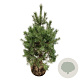Pinus sylvestris 125-150 cm draadkluit extra