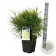 Platycladus or. 'Franky Boy' 50-60 cm 15L