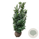 Prunus l. Bonaparte 150-175 cm met kluit extra