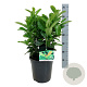 Prunus l. Etna 40-50 cm 6L