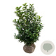 Prunus l. Kleopatra 100-125 cm met kluit extra
