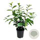 Prunus l. 'Novita' 60-80 cm 6L