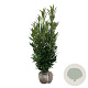 Prunus l. Renault Ace 100-125 cm met kluit