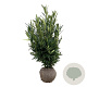 Prunus l. Renault Ace 100-125 cm met kluit extra