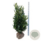 Prunus l. Renault Ace 125-150 cm met kluit
