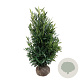 Prunus l. Renault Ace 125-150 cm met kluit extra