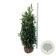 Prunus l. Renault Ace 150-175 cm met kluit extra