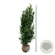 Prunus l. Renault Ace 175-200 cm met kluit extra