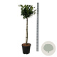 Prunus l. Titan 90 cm stam 15L