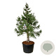 Sequoiadendron g. 'H. Mammoth One' 225-250 cm cont. 230L solitair