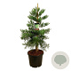 Sequoiadendron g. 'H. Mamm. Three' 100-125 cm cont. 55L extra