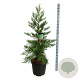 Sequoiadendron g. 'H. Mamm. Three' 125-150 cm cont. 55L extra